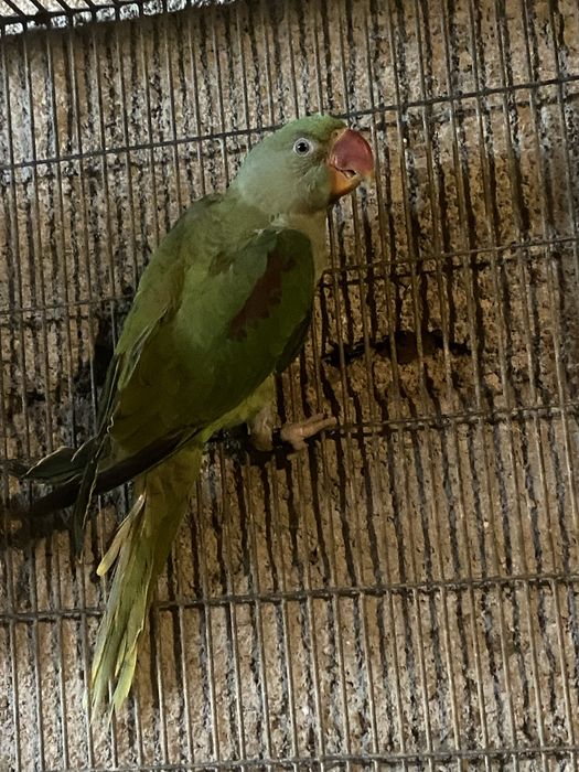 Casal de alexandrinos