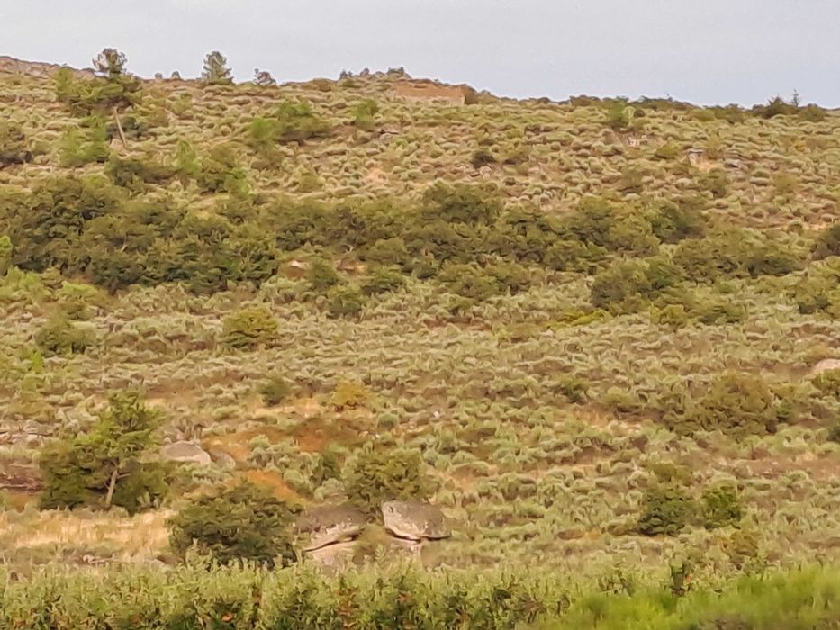 Terreno Rústico em Paredes da Beira com 9200 m2