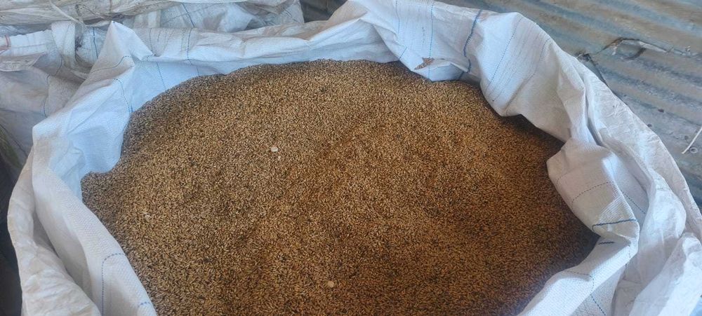 Vendo triticale - colheita 2026