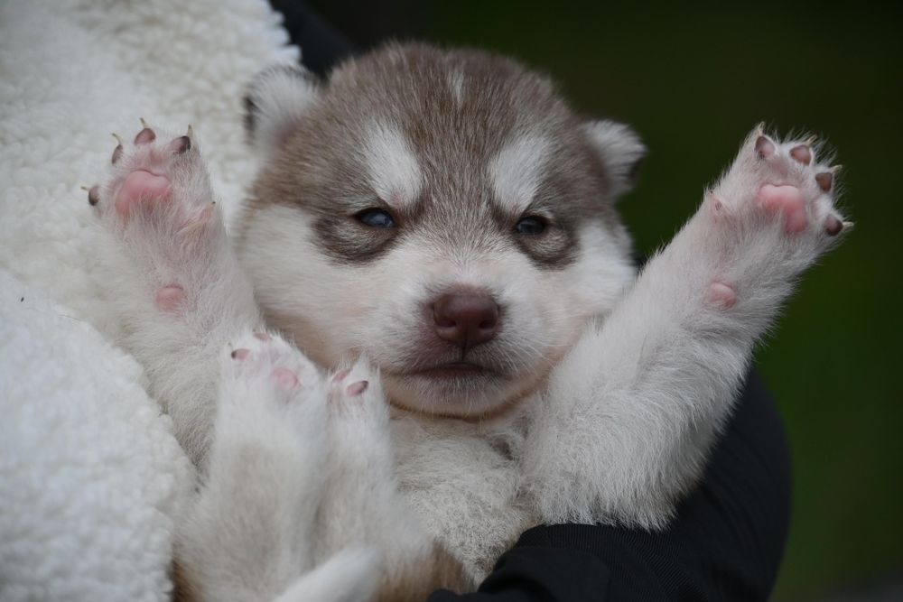 Piesek złoty Siberian Husky ZKwP/FCI