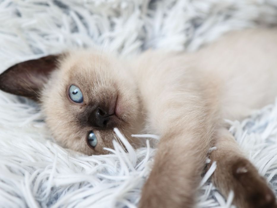 Продам Сиамских котят.