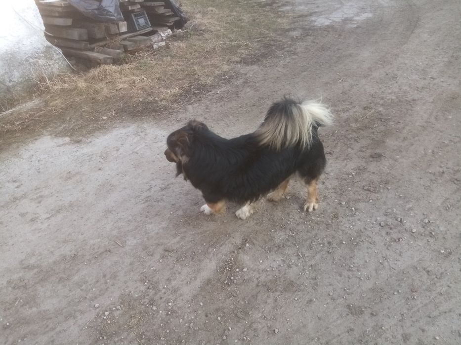 Oddam w dobre ręce dwa psy