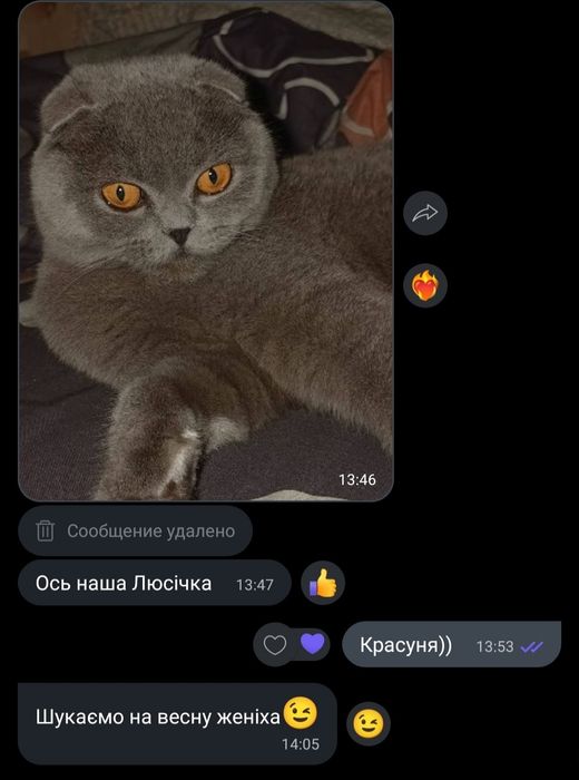 Шотландські висловухі кошенята. (Шотландские вислоухие котята)