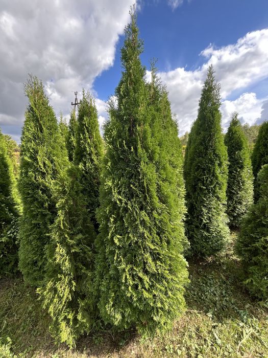 Tuje Szmaragd 100-220 cm