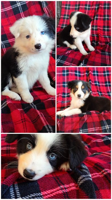 Suczka Border Collie