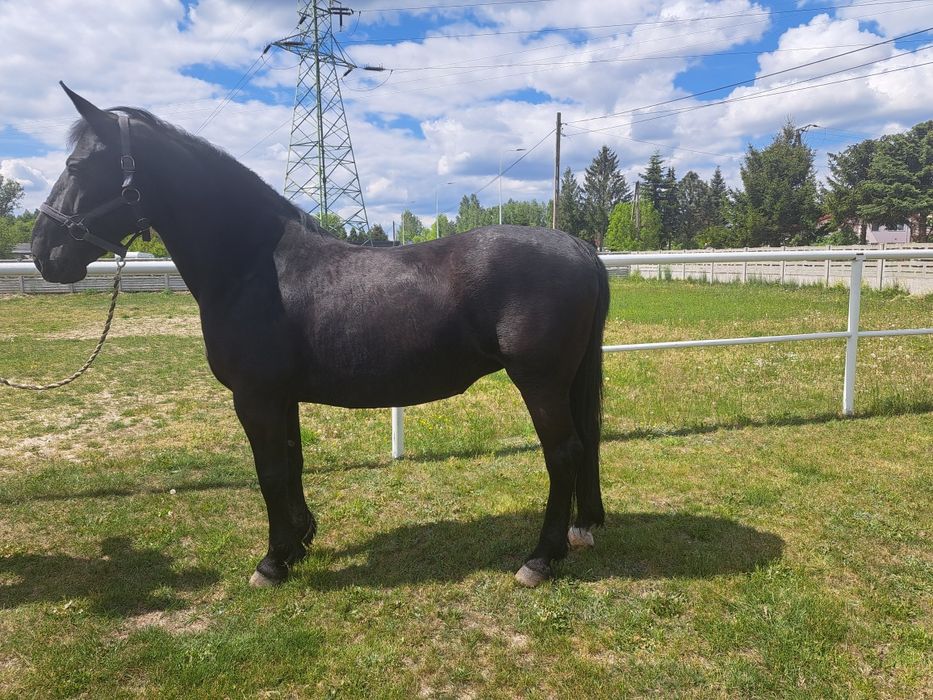 Sprzedam konie  śląskie