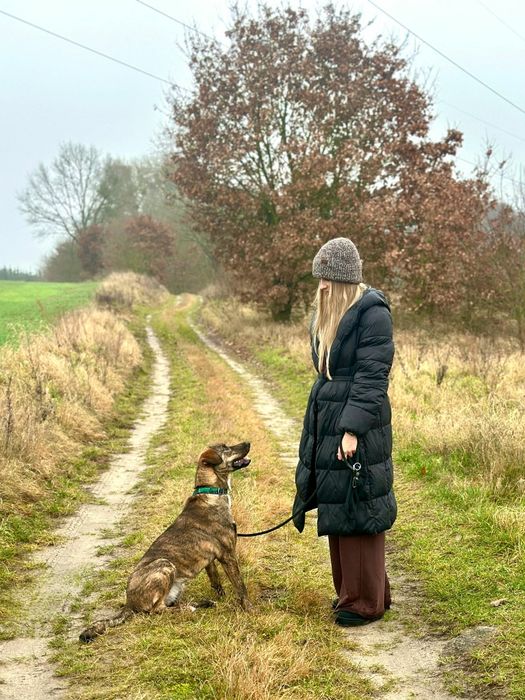 Harper pies do adopcji