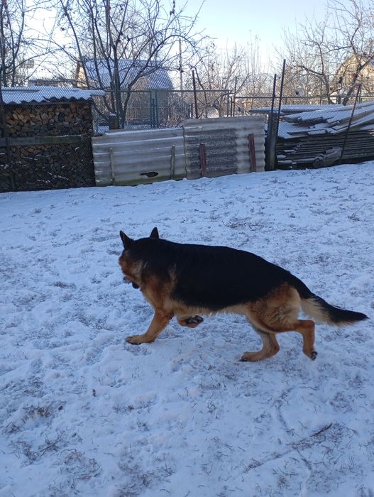 Німецька вівчарка