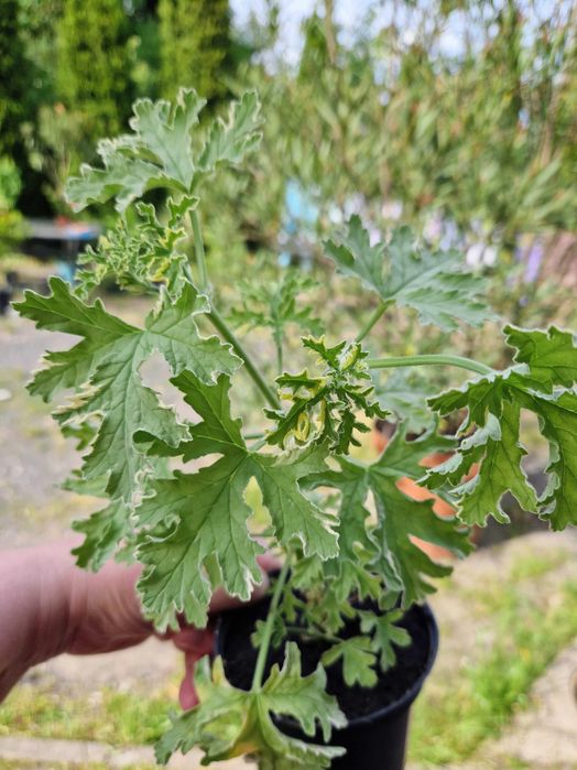Geranium o zapachu miety botaniczna nazwa Plargonium graveolens 'Lady Plymouth'