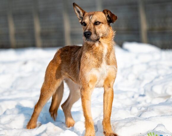 Nieśmiały piesek SAJMON szuka miłego domku!