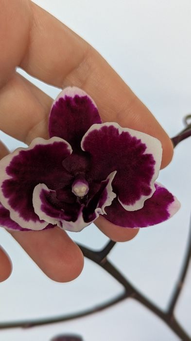 Орхідея фаленопсис ексклюзив.