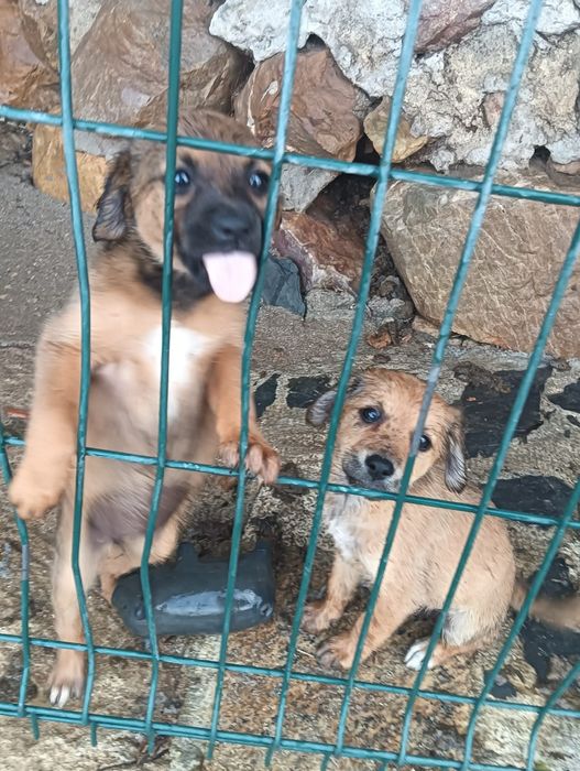 Cães para adoção responsável