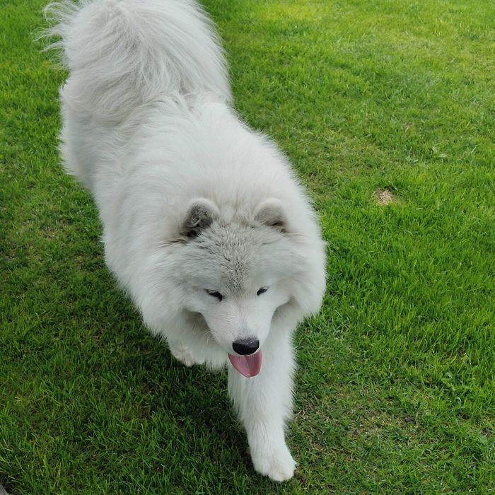 Pies rasy Samoyed