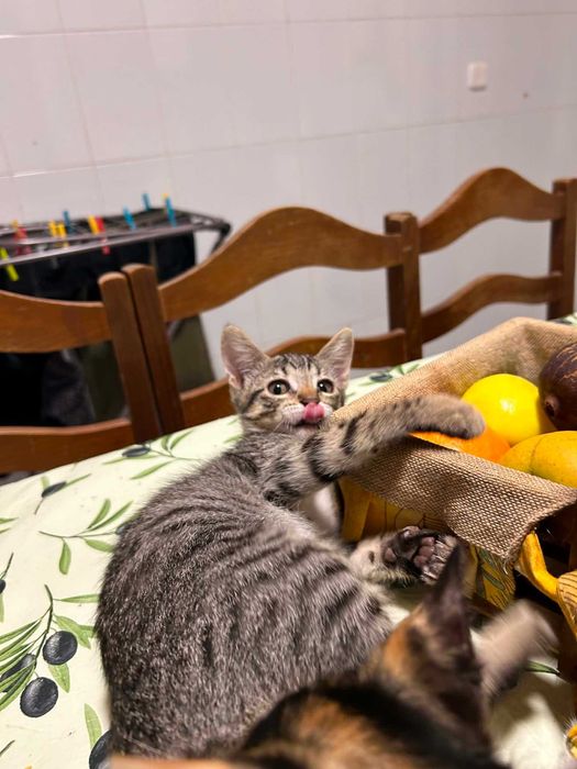 Procuramos família com Amor
