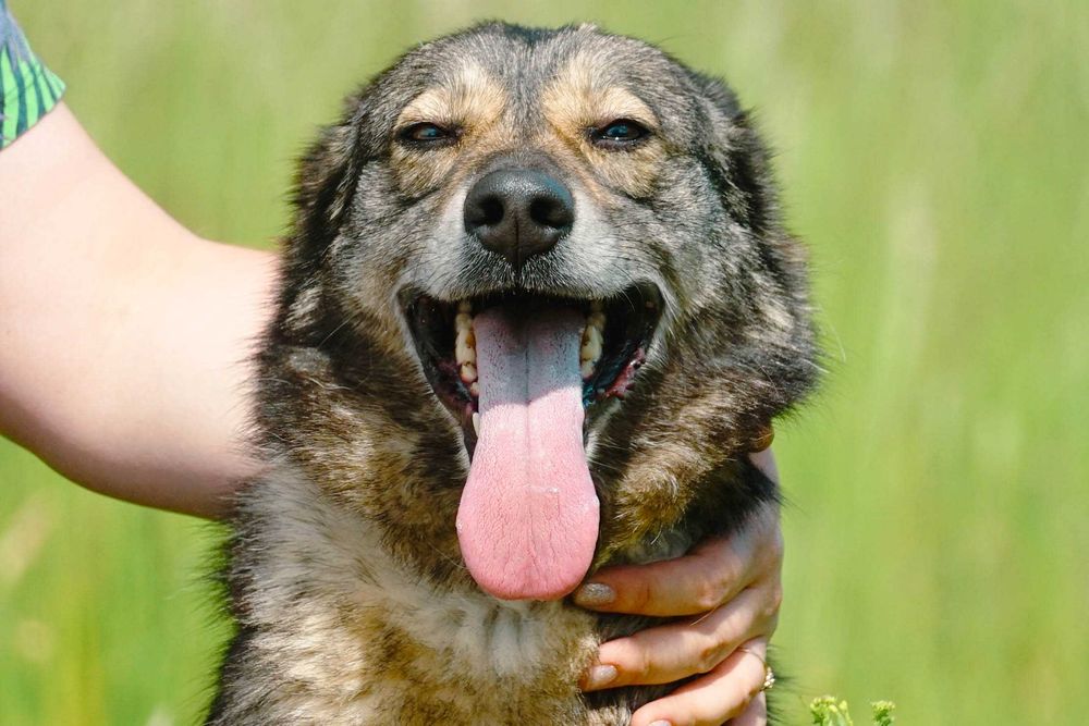 GUTEK - wesoły psiak szuka domu