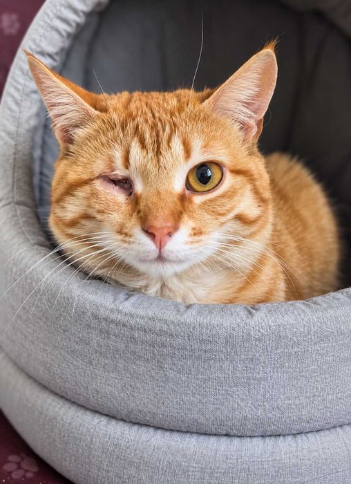 Котик Лукас, 1-2 рочкі. Особливий хлопчик, без одного очка.