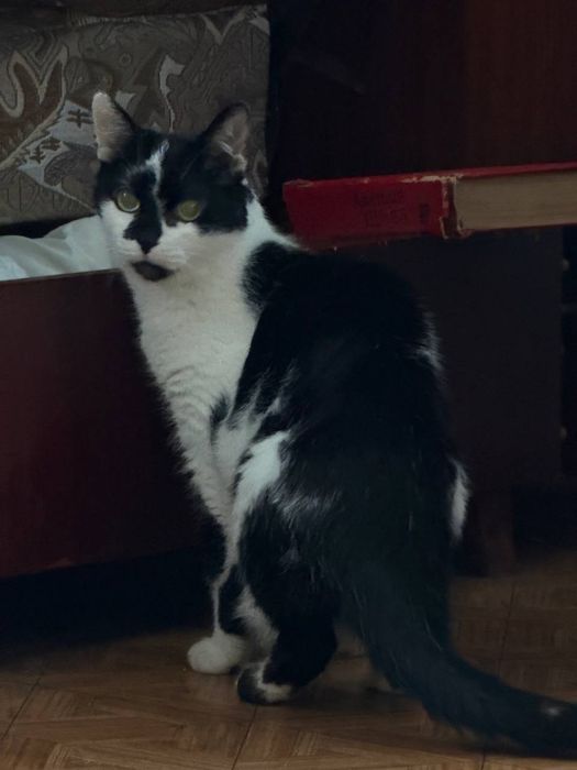 Стерилизованая взрослая кошечка даром. Кошка бесплатно. Котята. Котенок