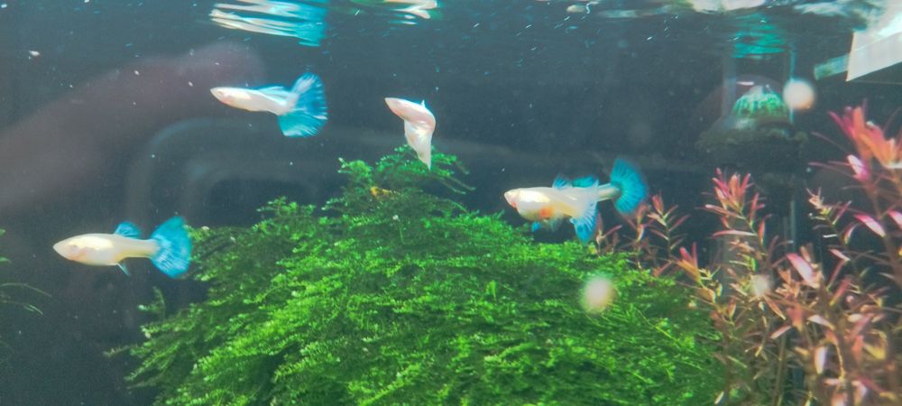 Guppys blue sky albino casal