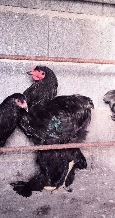 Brahmas Black um casal