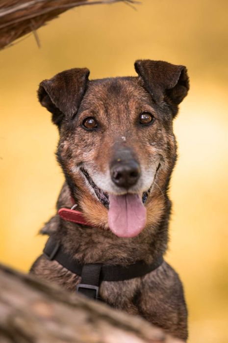 Bolek - uroczy, mądry, spokojny psiak do adopcji.