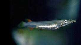 Agulhinha viviparo \ dermogenys pusilla