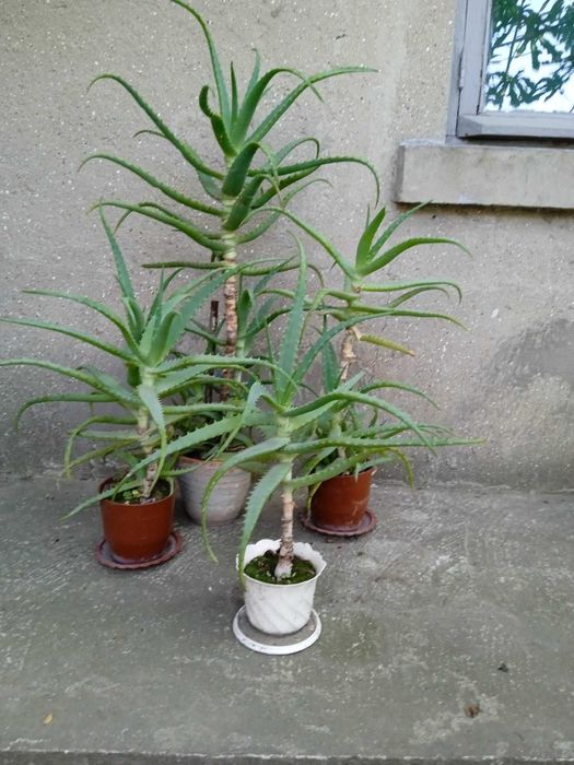 Продам  цветок алоэ 10 лет