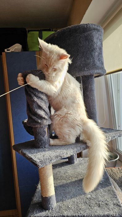 Мейн-кун котёнок,  котик кремой солид