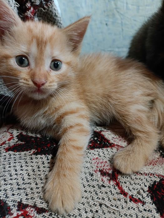 Отдаем котенка мальчик рыжий