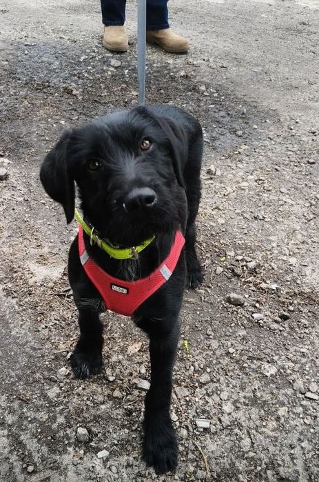 4 miesięczna sunia do adopcji