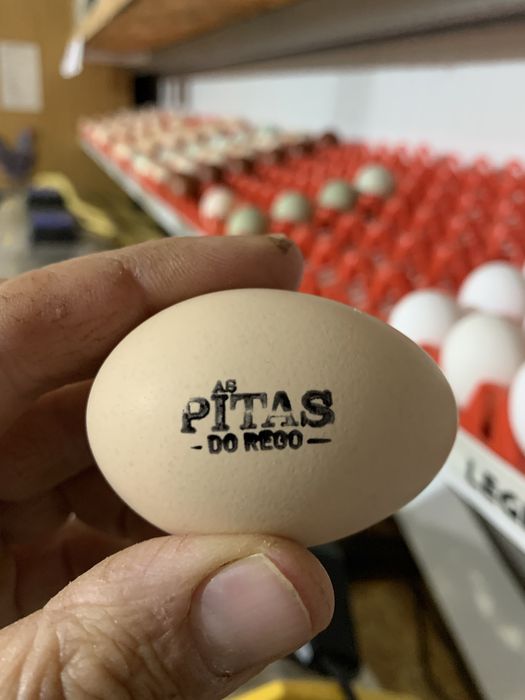 Ovos de galinhas de raça