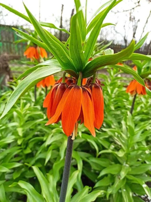 Продам квіти Царську корону