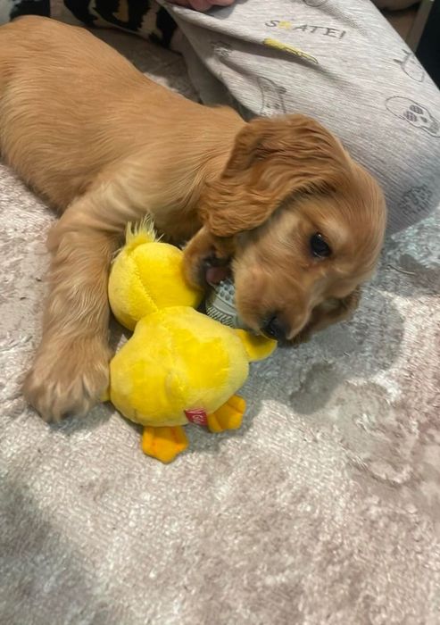 Цуценя англійський кокер Спаніел