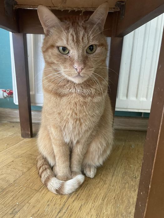 Отдам рыжего кота, 4 года, кастрирован