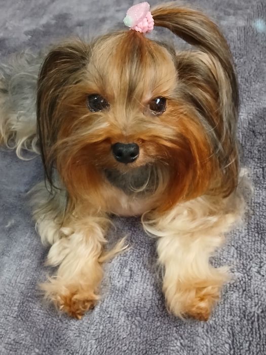 Yorkshire terrier fêmea