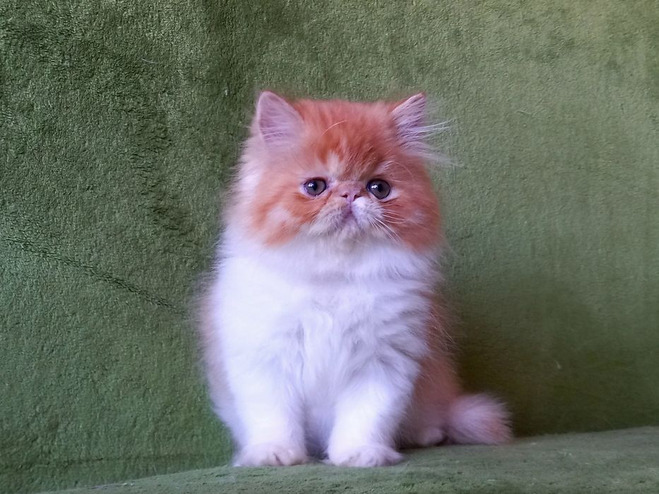 Красивая персидская