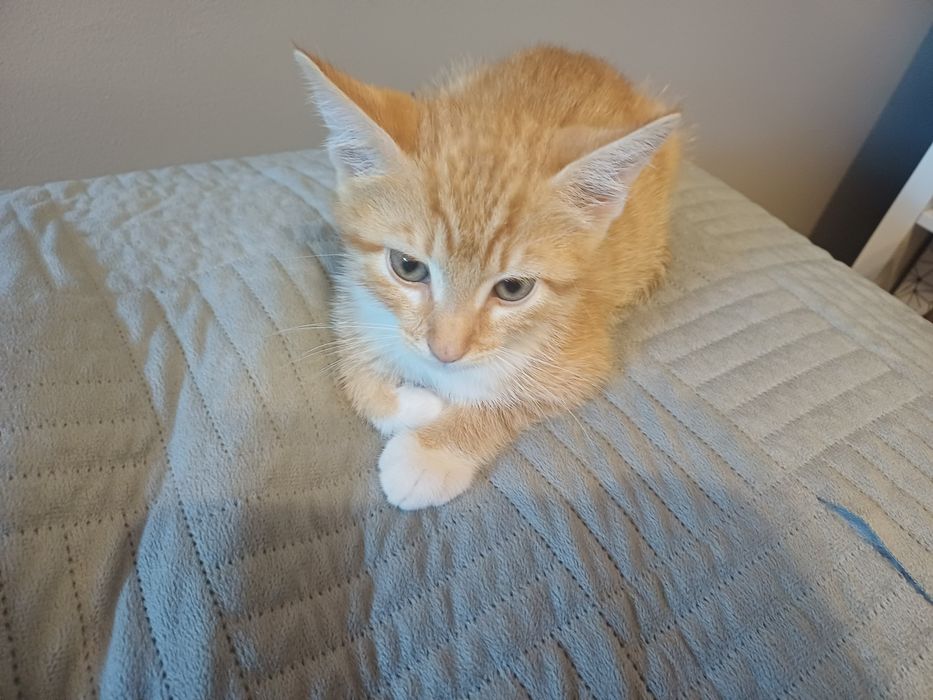Maluchy do adopcji