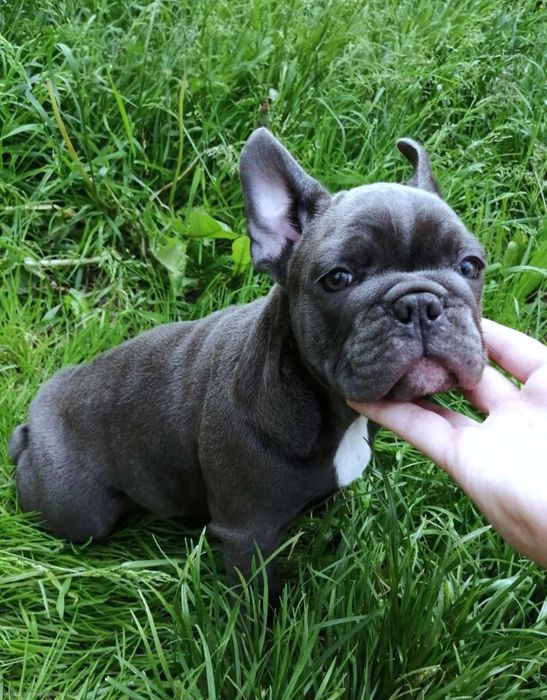 Шикарні французики блакитного забарвлення