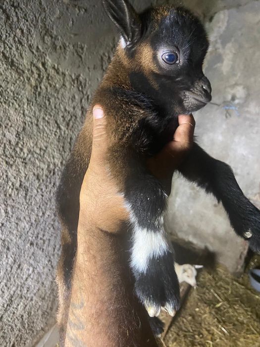 Cabra Ana com cria macho