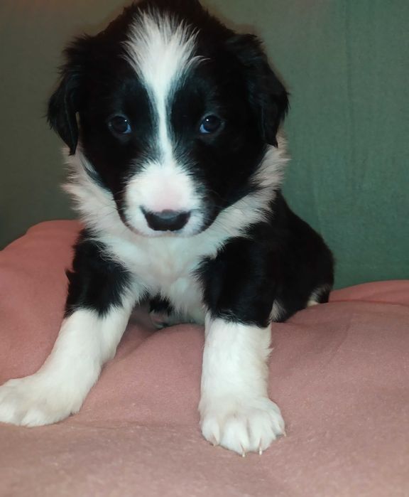 Border collie szczenię