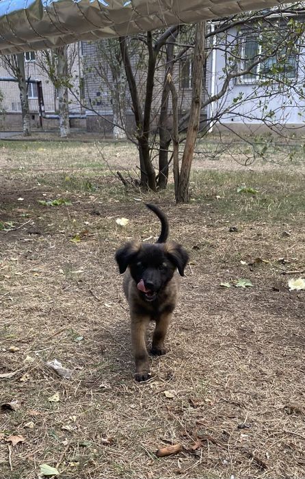 Щенки ищут заботливых хозяев