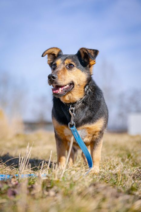 Mieszko pies adopcja schronisko