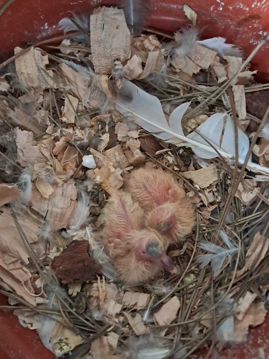 Pombos de leque de várias cores, pombos brancos e leques indianos