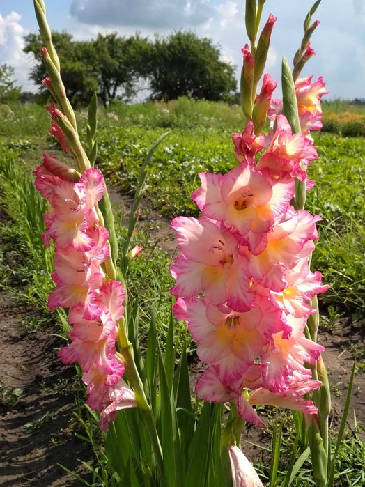 Продам цибулини гладіолусів