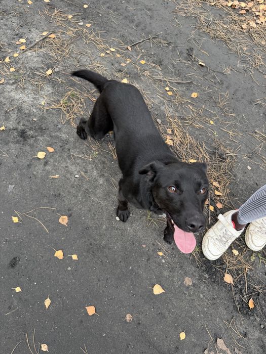 KACPER - młodziutki, energiczny psiak do adopcji