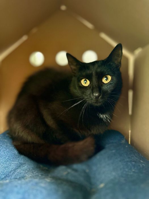 Киця над якою знущались врятуй, добрі руки кошка безкоштовно бесплатно