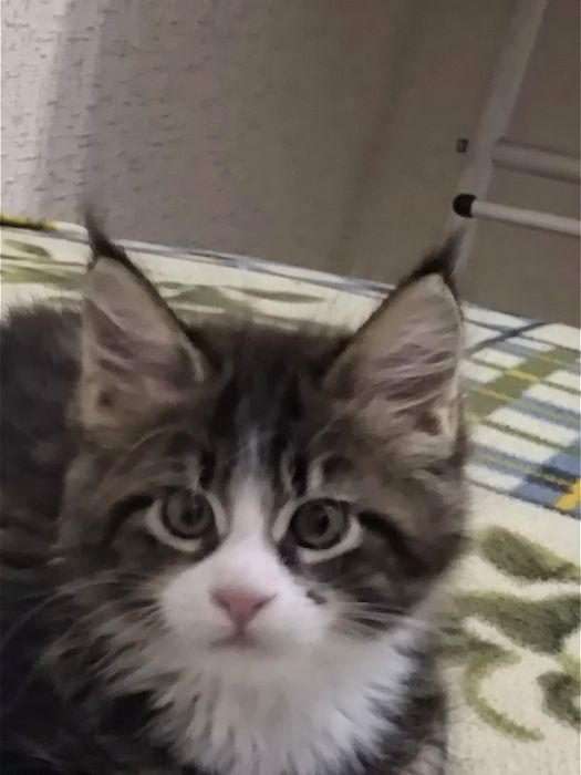 Хлопчинка  Мейнкун