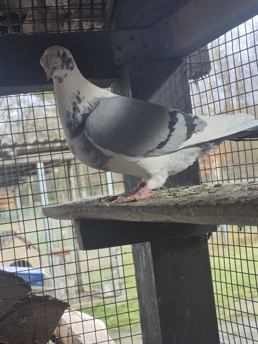 Gołebie Staropolskie