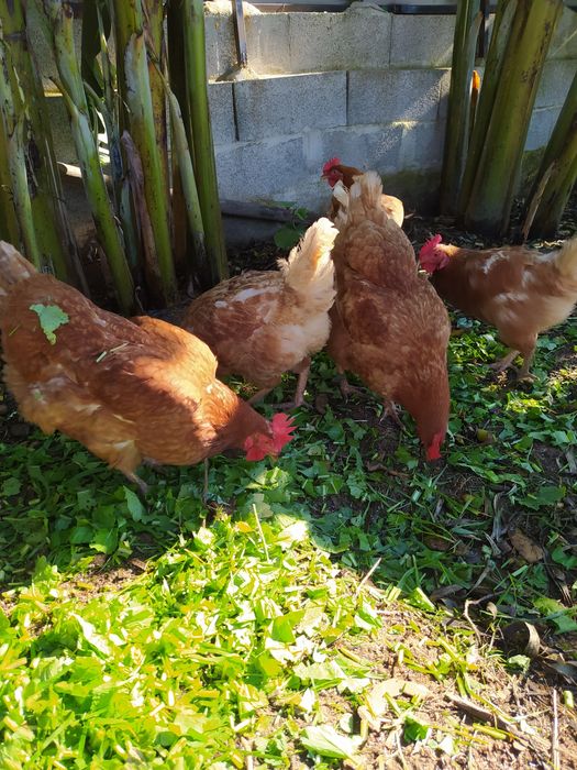Ovos Galados, Galinhas, do campo.