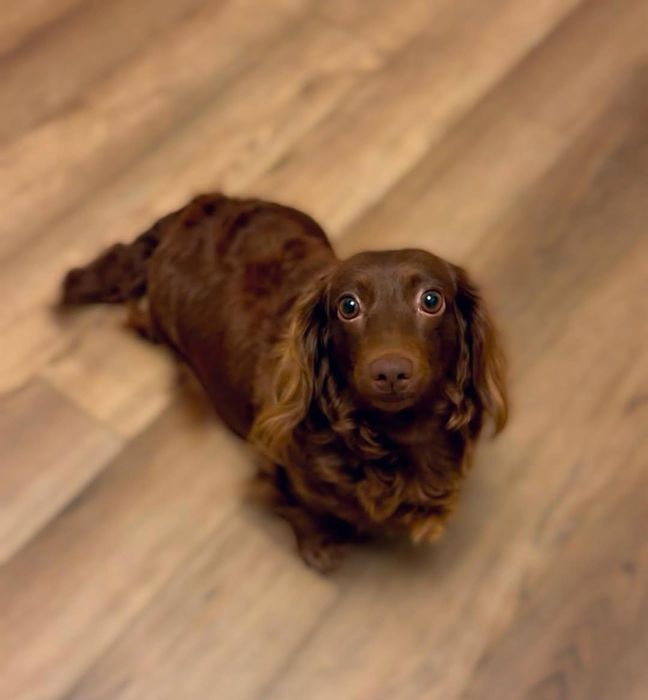 Продається довгошерстна красуня