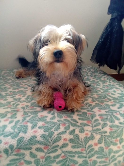 Yorkshire Terrier macho